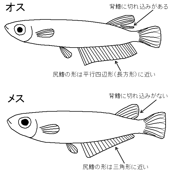 メダカのオスとメスの判別方法