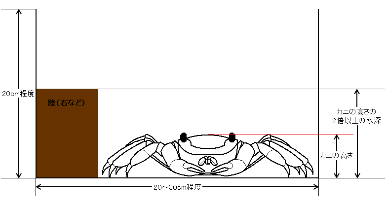 カニの飼育方法